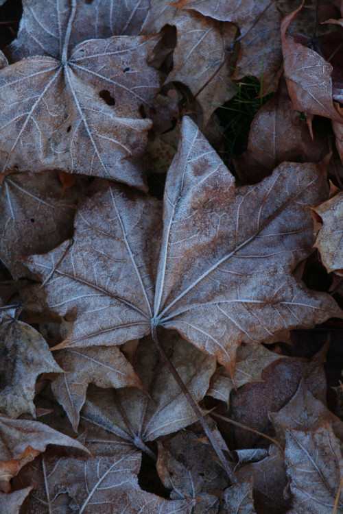Frozen leafs II