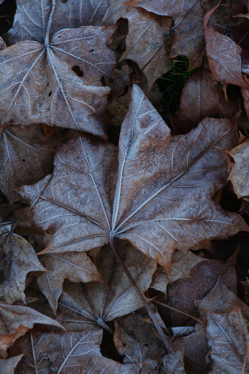 Frozen leafs II