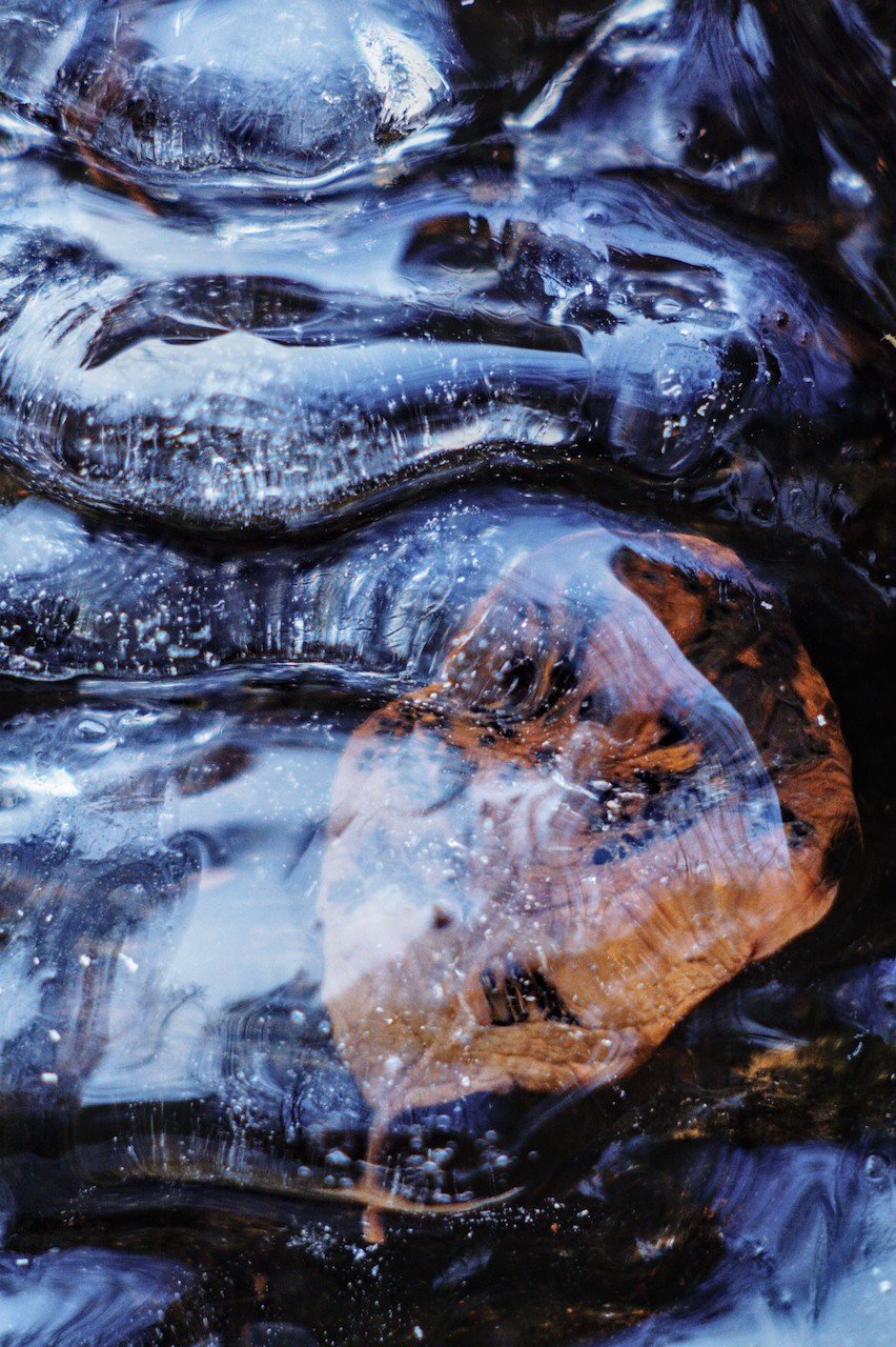 Leaf in the ice