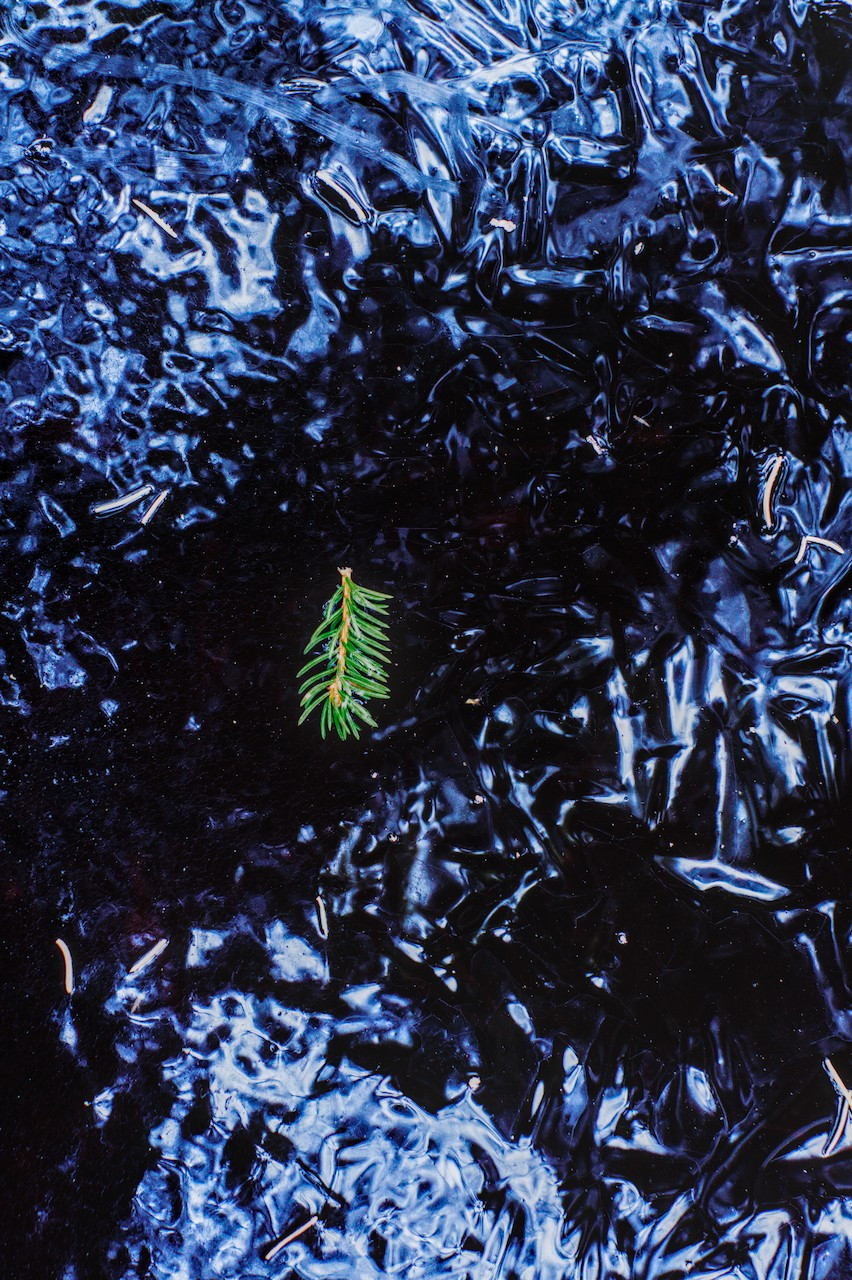 Fir needles on ice